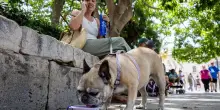 Gli animali soffrono il caldo? Come proteggere cani e gatti