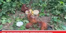 India,salvati cuccioli di orango: sospetto traffico illegale