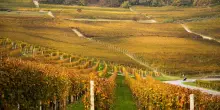 Furto di vino Barolo nelle Langhe: bottino di oltre 3 mila bottiglie