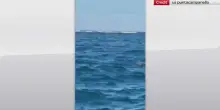 Foca monaca a caccia nell'Area Marina di Punta Campanella