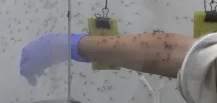 West Nile, in Emilia-Romagna circolazione precoce