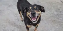 Diego, il cane fedele come Hachiko abbandonato dai nuovi proprietari