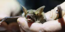 Canada, bambino si sveglia con pipistrello sul viso e muore di rabbia