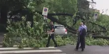 Maltempo a Milano, albero crolla su auto