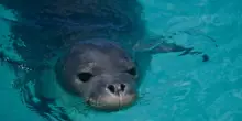La foca monaca &egrave; tornata nel Mar Tirreno: rilevate tracce biologiche