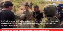 Cisgiordania, coloni israeliani ostacolano raccolta olive