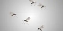 Cuba, epidemia di dengue e chikungunya: oltre 13mila casi