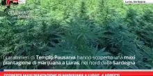 Scoperta maxi piantagione di marijuana a Luras, 4 arresti