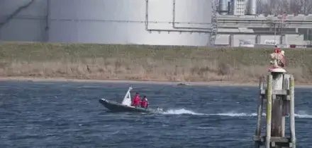 Germania, corsa contro il tempo per salvare la balena Timmy