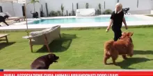 Dubai, associazione cura animali abbandonati dopo i raid