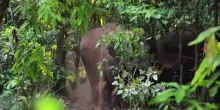 Cina, nasce elefante da record: pesa 158 chili