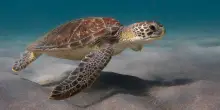 Giornata tartarughe, quante specie esistono e quante sono minacciate