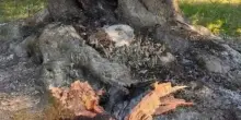 Leccio monumentale bruciato per cucinare wurstel: 4 indagati a Firenze