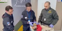 Aeroporto Palermo, guardia di finanza sequestra coralli nascosti in valigia