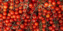 Puglia, allarme salmonella: stop ai pomodori freschi nelle scuole
