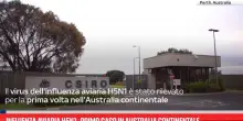 Influenza aviaria H5N1, primo caso in Australia continentale