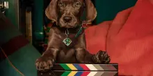Scooby-Doo: Origins, la foto del cane protagonista della serie tv
