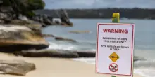 Australia, uomo muore attaccato da uno squalo al largo di Perth