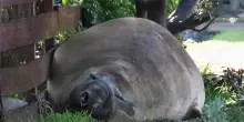 Neil, l'elefante marino che in Australia &egrave; diventato una star social