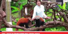 Cina, festa di compleanno per i panda rossi