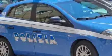 Torino, sgominato traffico di cani di razza