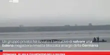 Germania, al via il salvataggio della balena