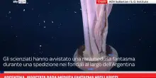 Argentina, avvistata rara medusa fantasma negli abissi