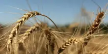 Pasta Divella, esposto del Codacons all'Antitrust sul grano utilizzato