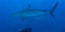 Australia, morto un 39enne attaccato da uno squalo