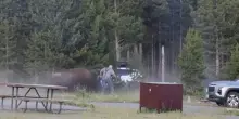 Terrore nel parco di Yellowstone, bisonte 900 kg colpisce un turista