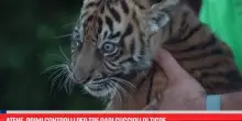 Atene, primi controlli per tre rari cuccioli di tigre