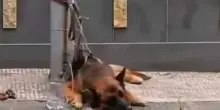 Adrano, cane legato a un palo e abbandonato: il salvataggio