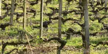 Caldo, 61enne muore mentre lavora in una vigna nel Piacentino