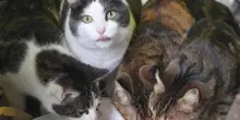 Sorpresa in una barca alla deriva: all&rsquo;interno vivono pi&ugrave; di 50 gatti