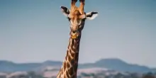 Giornata Mondiale della Giraffa, animale ancora a rischio estinzione