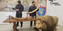 Novara, denunciati due bracconieri con un leone imbalsamato in casa