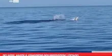 Pelagos, nasce il consorzio per proteggere i cetacei