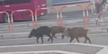 Roma, branco di cinghiali tra i bus a Prima Porta