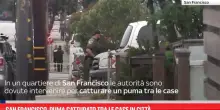 San Francisco, puma catturato tra le case in citt&agrave;