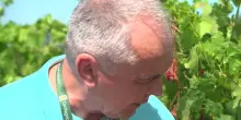 Bologna, Confagricoltura: vendemmia anticipata dal caldo