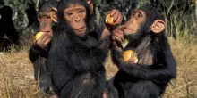 Anche gli scimpanz&eacute; bevono alcol ricavato da frutta fermentata