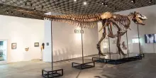 Scheletro di T-Rex all'asta: valutato 30 milioni di dollari