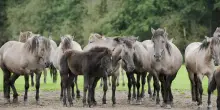 Famiglia assalita da cavalli allo stato brado sui monti nel Comasco