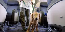 Aerei, da oggi anche i cani di taglia grande a bordo. Le nuove regole