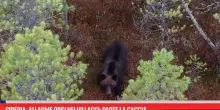 Siberia, allarme orsi nei villaggi: parte la caccia