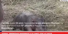Verona, ippopotama partorisce a 55 anni il suo 15&deg; figlio