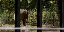 New York, morta l'elefantessa Happy simbolo dei diritti degli animali