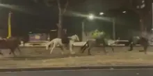 Cavalli in fuga sulla Colombo, aperta inchiesta sulle responsabilit&agrave;