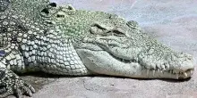 Florida, alligatore lungo quasi 4 metri uccide un uomo