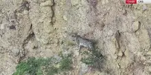 Cina, ripreso per la prima volta un leopardo delle nevi